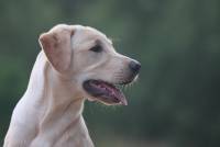 Kiana vom Mitteldeich Labrador Retriever Zucht Welpen Berlin