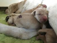 Labradorzucht DRC Labradorwelpen von der Zauberweide
